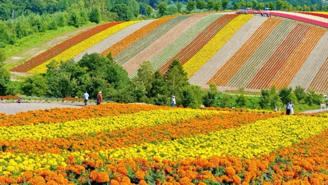 Hokkaido Biei Furano Day Tour | Roller Coaster Road + Four Seasons Color Hill + Blue Pond + Shirahige Falls + Tomita Farm Rainbow Flower Field