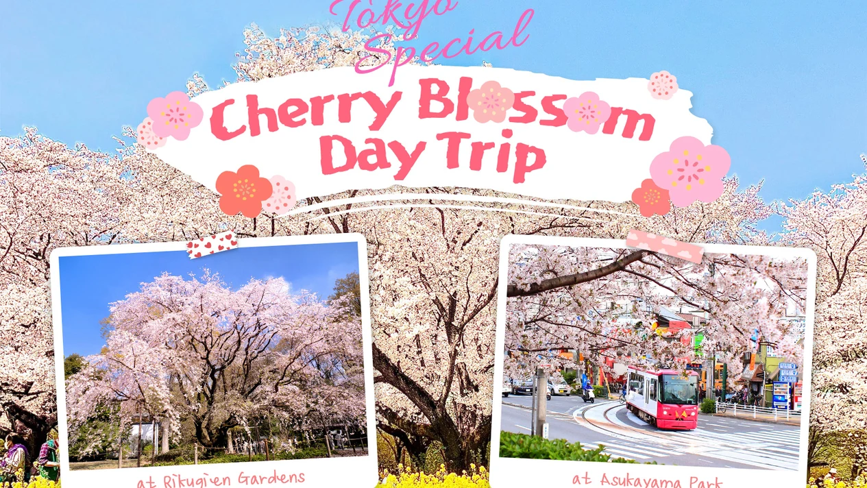 Tokyo Cherry Blossom Special: Showa Kinen Park/Rikugien Gardens/Asukayama