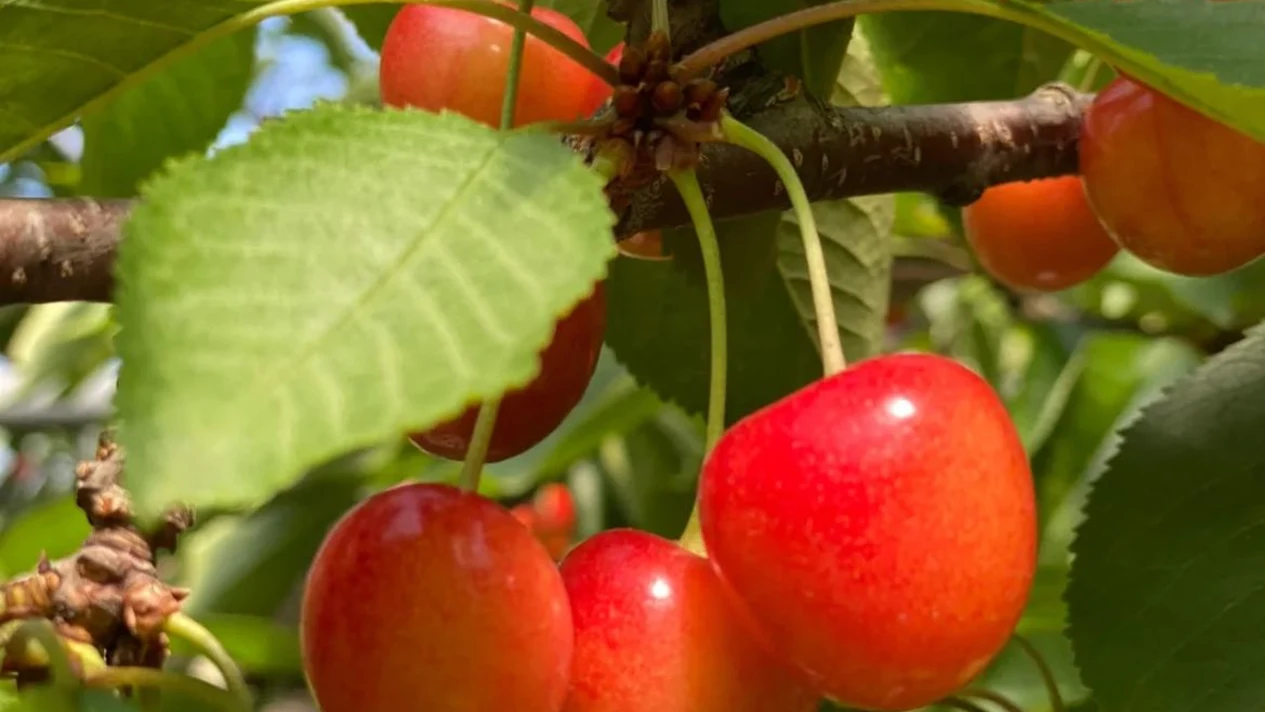 Yoichi Fruit Picking & Shakotan Peninsula Cape Kamui In-depth One-Day Tour | Departing from Sapporo