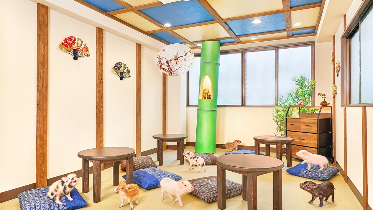 京都微型豬咖啡館體驗