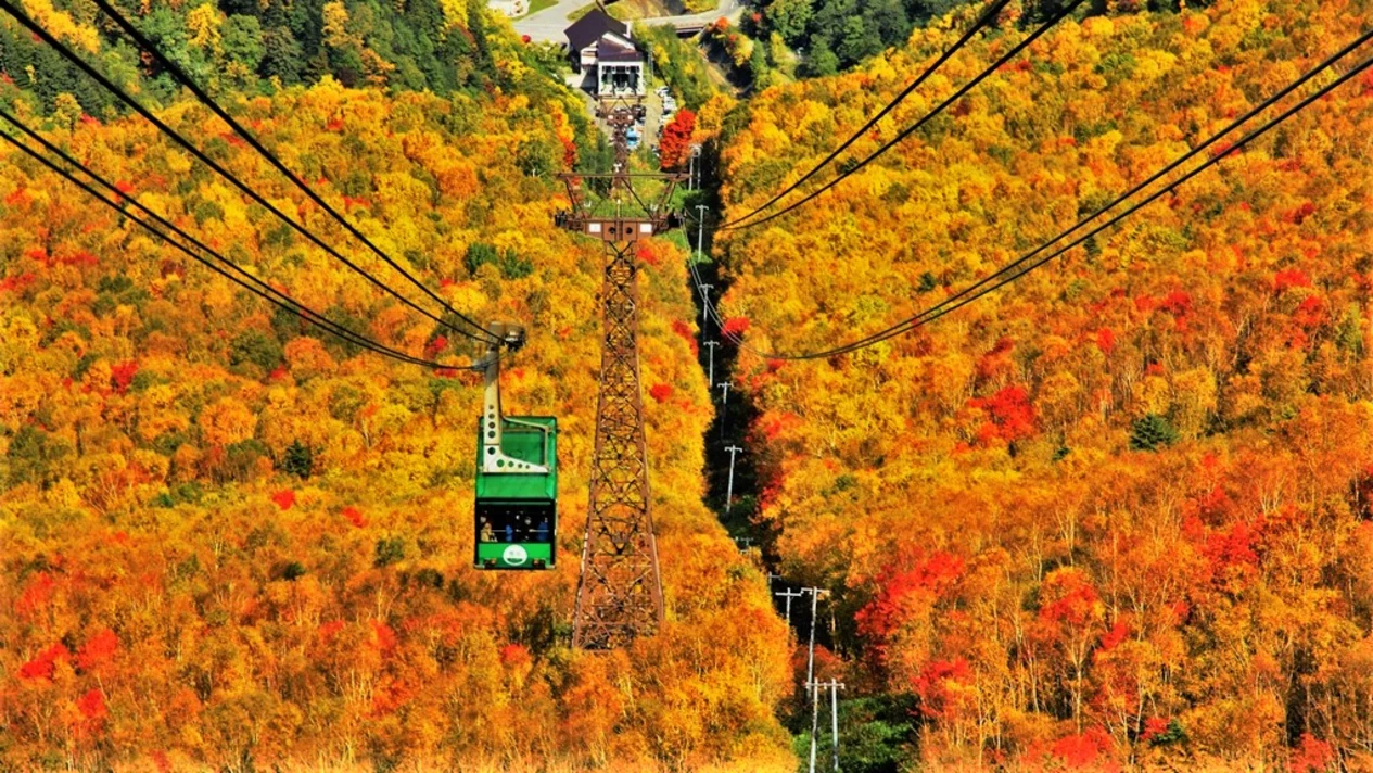 Hokkaido Kurodake Ropeway & Asahiyama Zoo Autumn Bus Tour