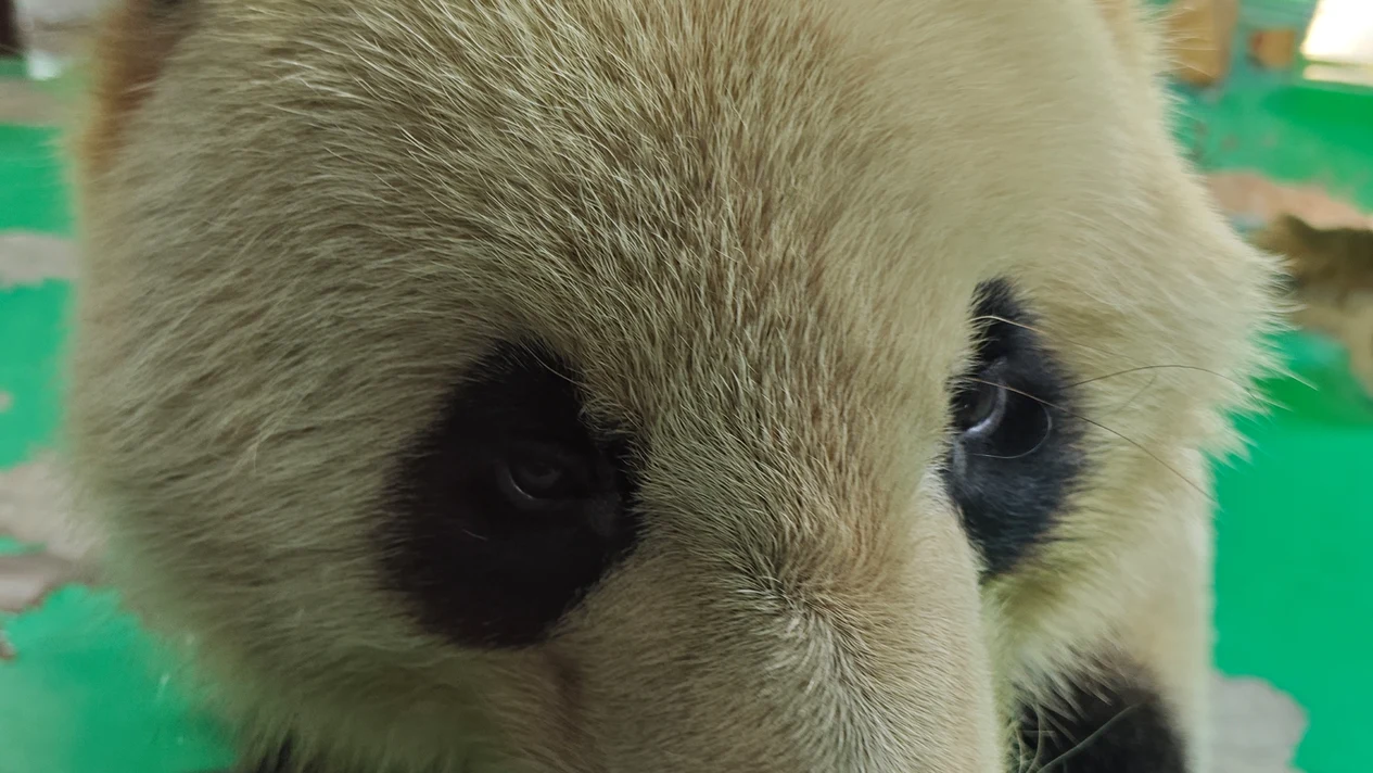 Shanghai Water Village Zhujiajiao Shanghai Zoo Giant Panda Day Tour Private Guide