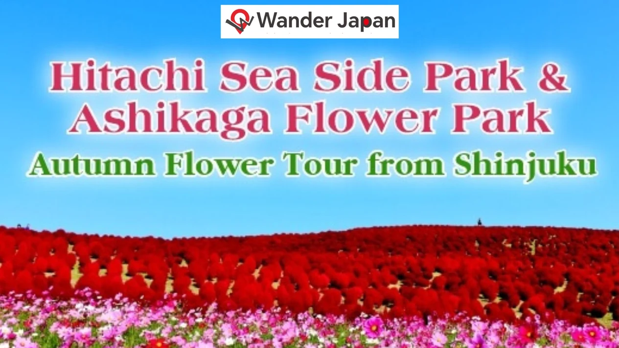 日立海濱公園 & 足利花卉公園賞秋花一日遊