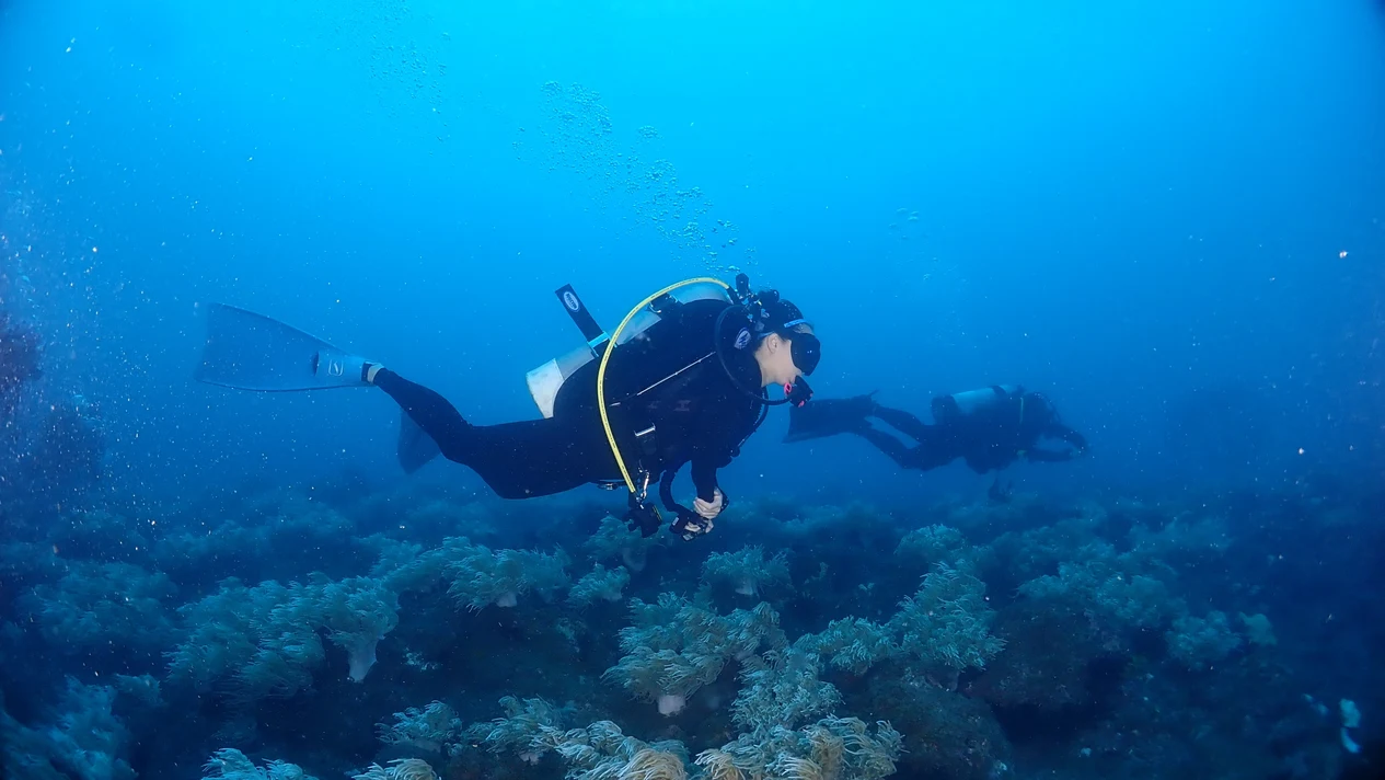 New Taipei: Experience diving with Diving Diving Club