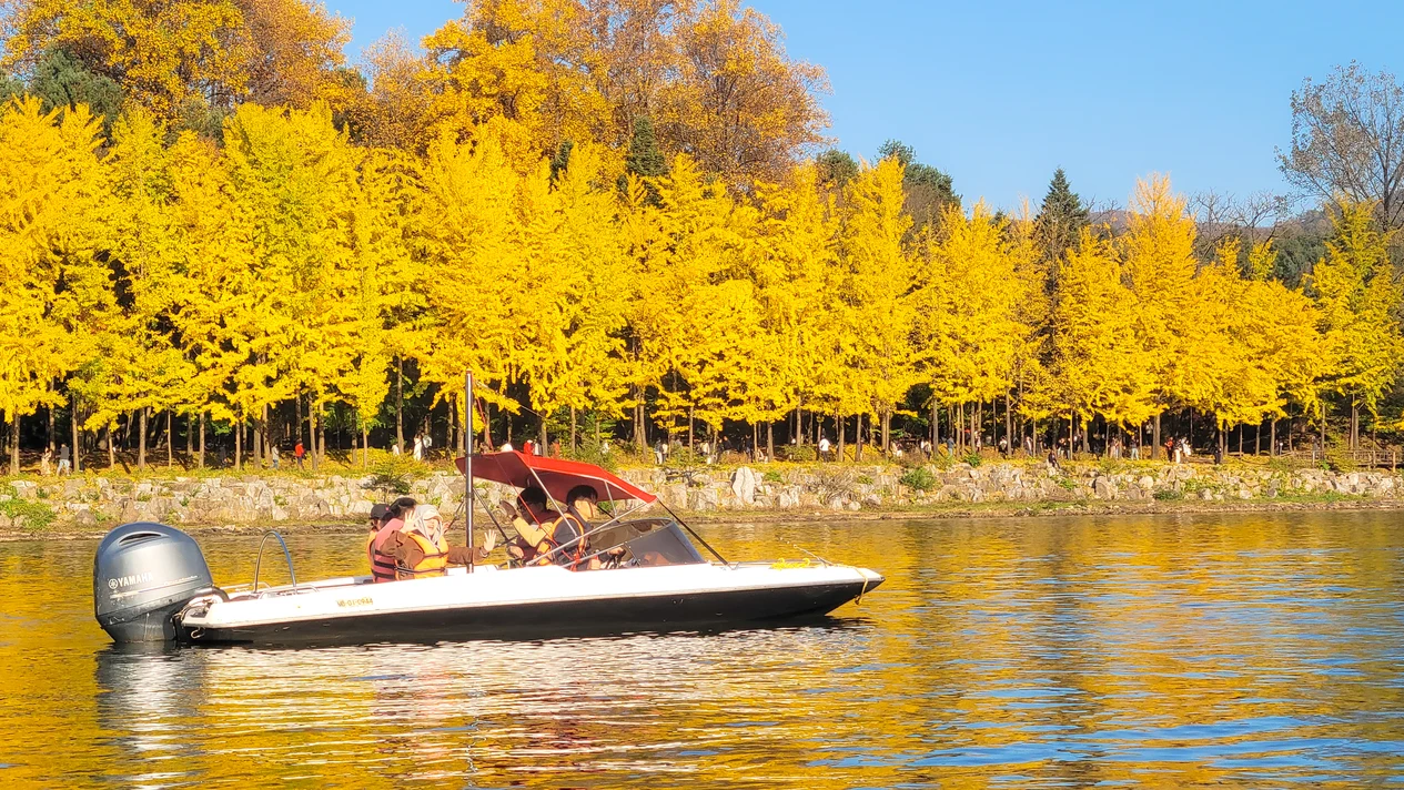 Nami Island (Speed Boat)/Alpaca/Rail Bike/Morning Calm Private Tour