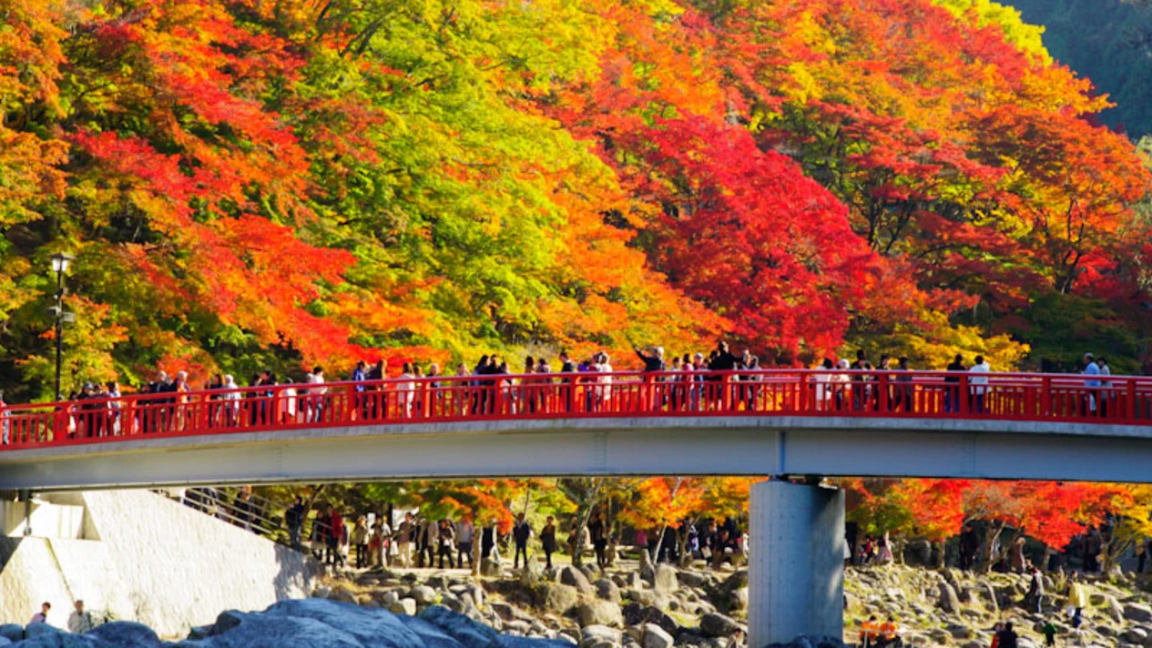 Autumn Exclusive: Koran Creek Autumn Leaves Viewing & Obara Four Seasons Cherry Blossoms One Day Bus Tour (Departing from Nagoya)
