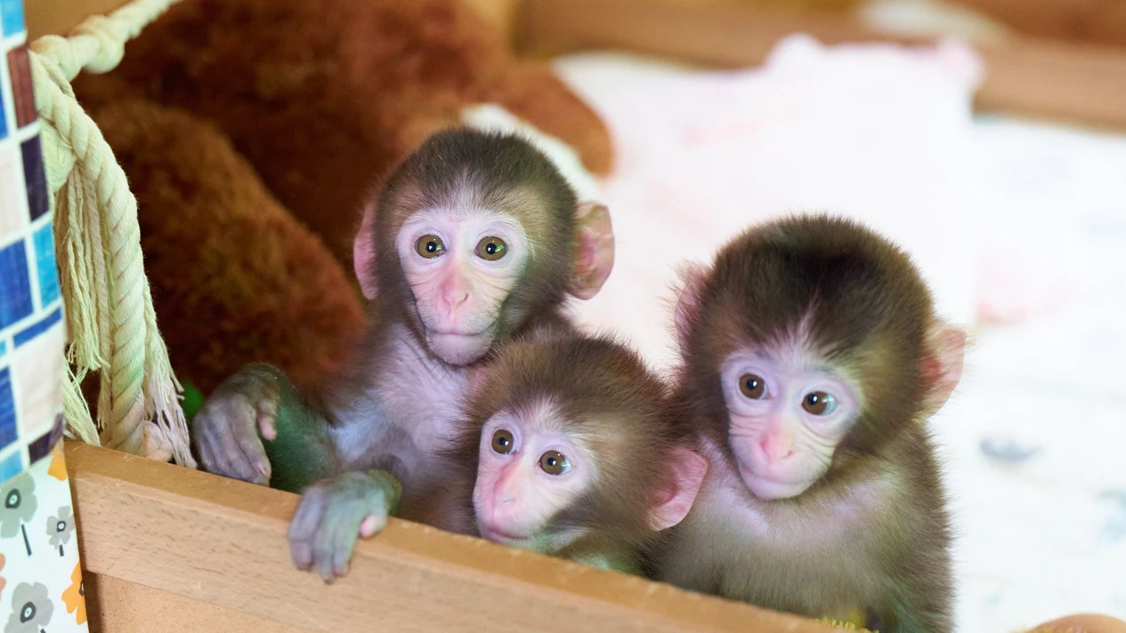 Nikko Monkey Park and Anne Town Admission Ticket