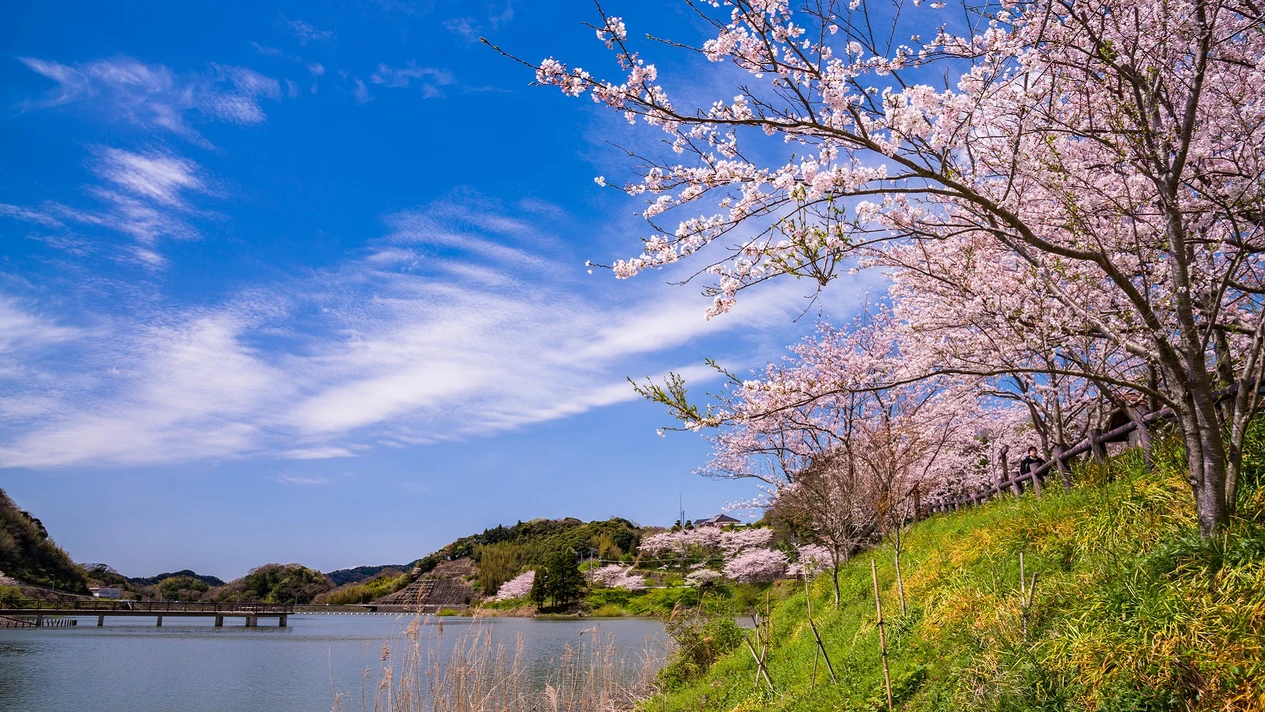 Sakuma Dam "Kawazu Sakura" & Mother Farm & Susaki Shrine Day Tour (Depart from Tokyo)