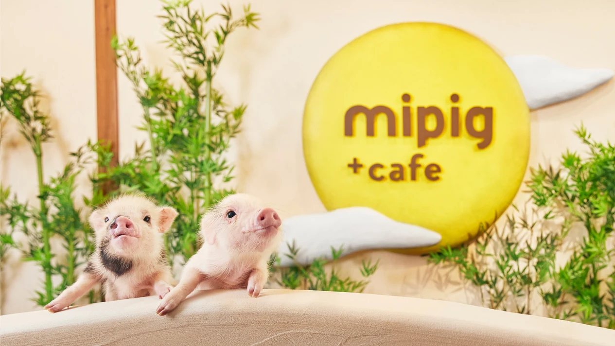 大阪Micro Pig Cafe迷你豬咖啡館體驗