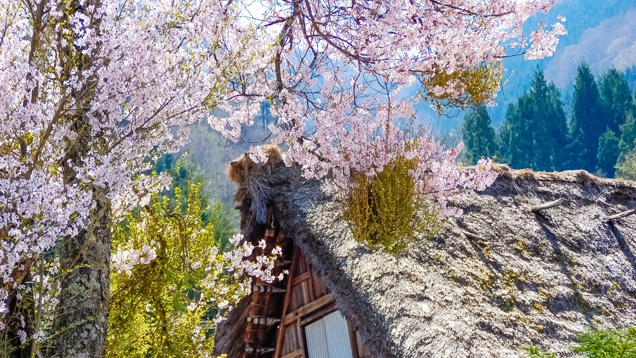 Shirakawa-go & Gujo Hachiman & Hida Takayama one-day tour (departing from Nagoya)