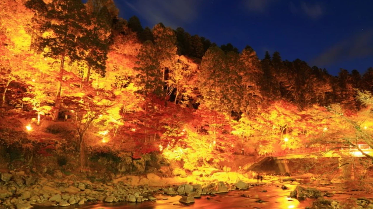 Obara Four Seasons Cherry Blossoms & Koran Creek Maple Viewing Tour (Departing from Nagoya)