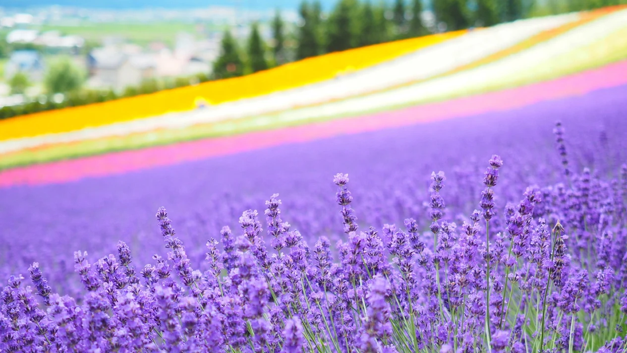 Breathtaking Flowers and Scenery Bus Tour from Furano and Asahikawa