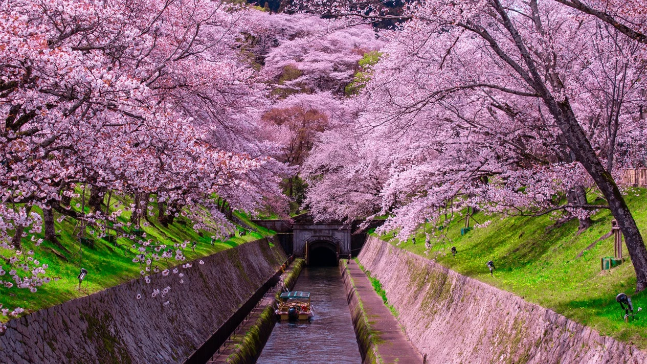 [Sakura Season Limited to Kansai Shiga Cherry Blossom Viewing] Miho Museum, Mitsui-dera Temple, and Lake Biwa Canal Cherry Blossom Viewing Day Tour