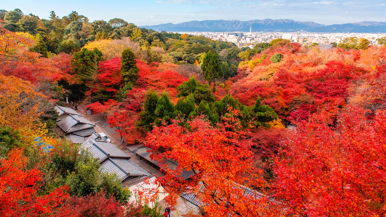 紅葉季｜京都東福寺＆伏見稻荷大社＆貴船神社賞楓一日遊｜4~13人精品小團