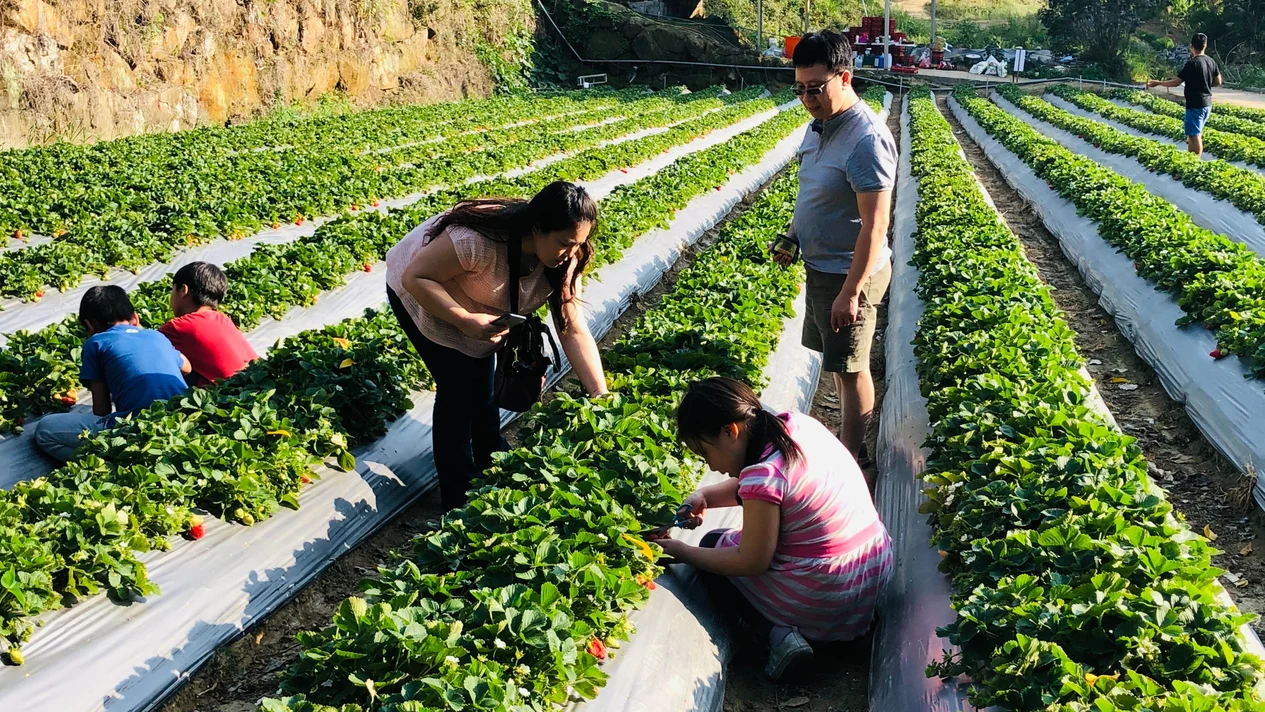 Miaoli Orange Second Generation Strawberry Farm: Fruit Picking Ticket