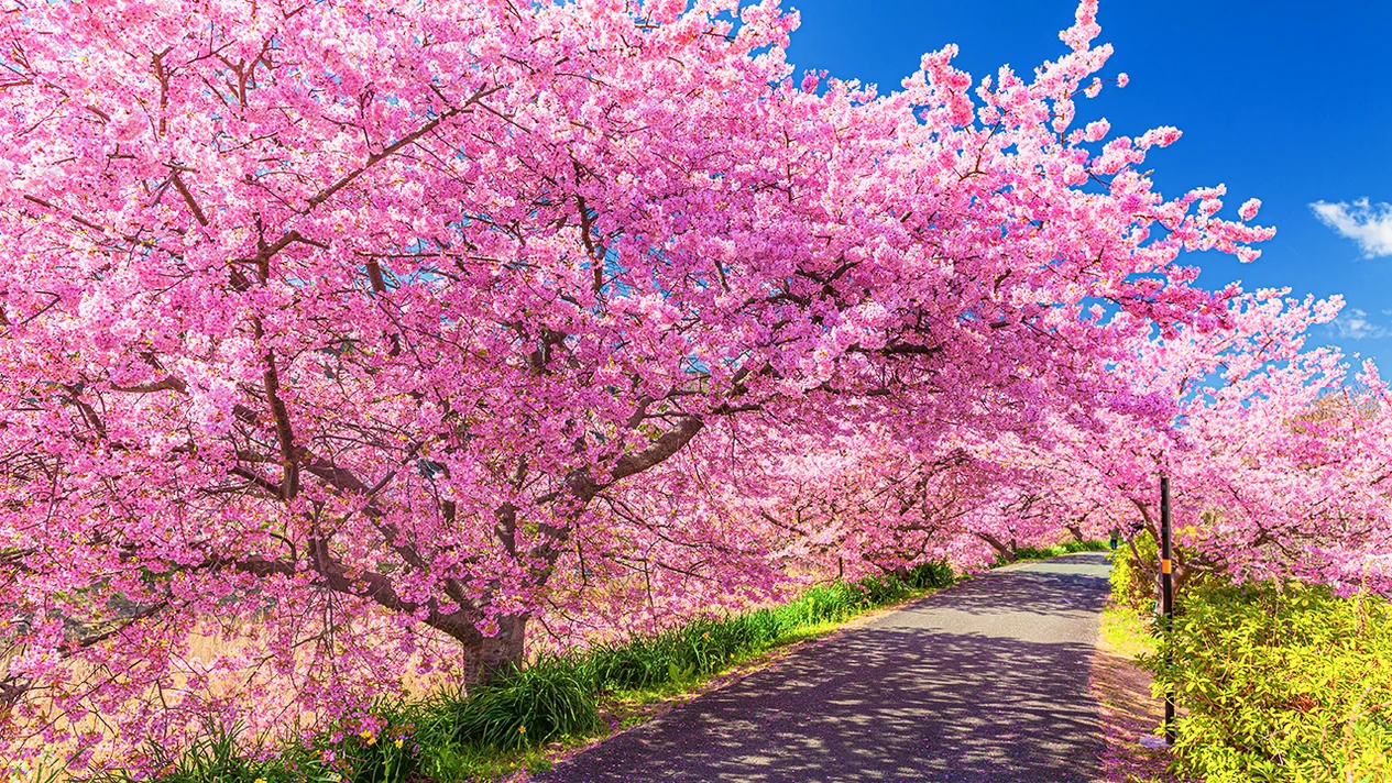 Kawazu Sakura Festival & Hakone Shrine & Lake Ashi & Mishima Skywalk & Shuzenji Temple & Mt. Omuro 2-Day 1-Night Bus Tour (Departing from Tokyo)