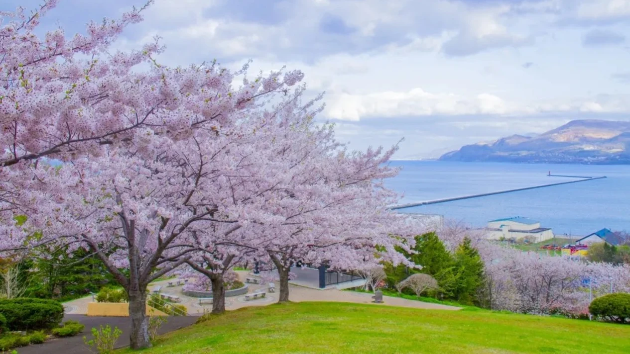 Hokkaido｜Otaru Cherry Blossom Viewing & Chitose Salmon Countercurrent & Lake Toya Tour