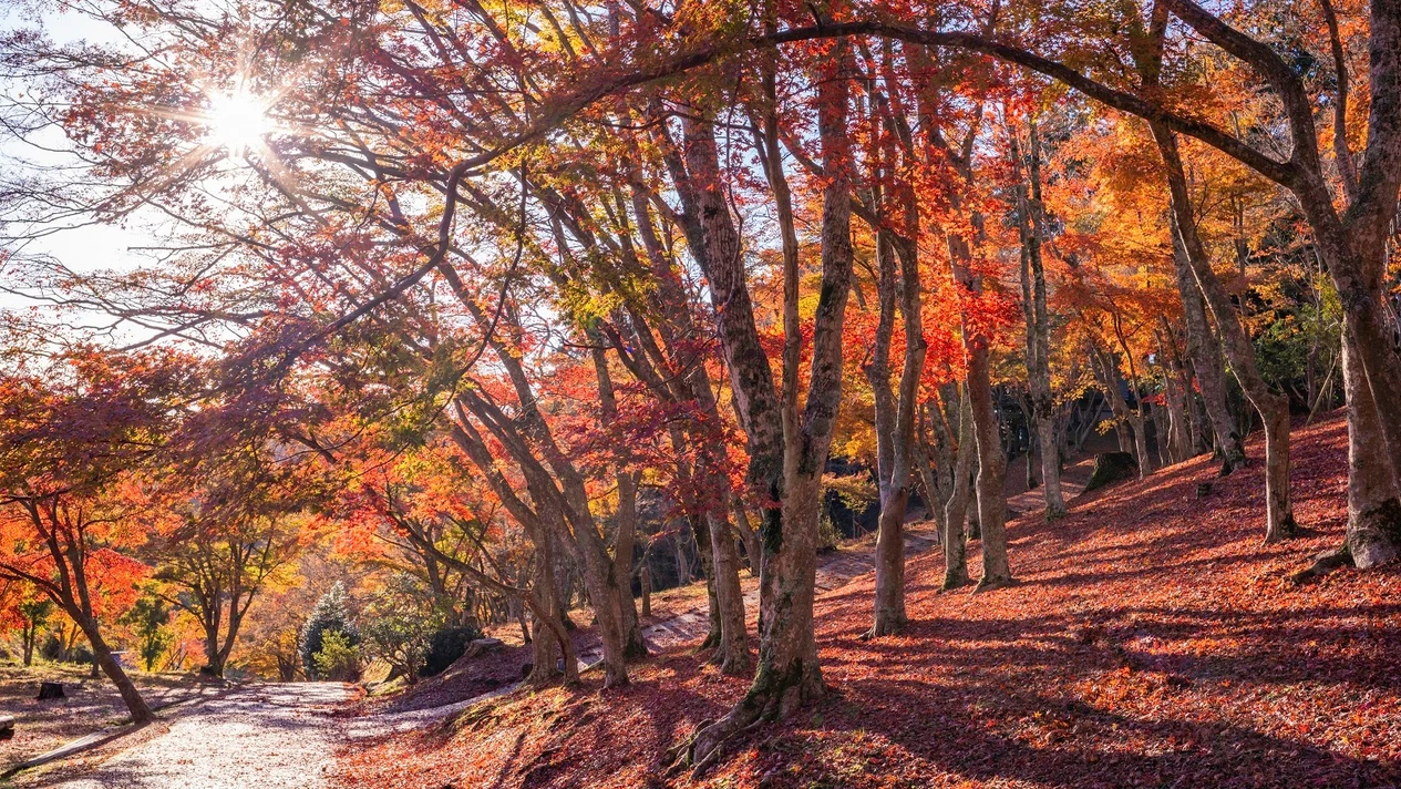 [One-day maple viewing tour in Izu] Shuzenji Niji no Sato & Shuzenji Natural Park & Shuzenji Hot Spring "Bamboo Forest Trail", Red Bridge Walk & Izu Panoramic Park | Departing from Tokyo