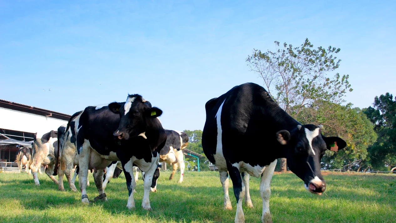 Miaoli Sifang Milk Ranch: Tickets, Grass Skiing, Barbecue, Cheese DIY