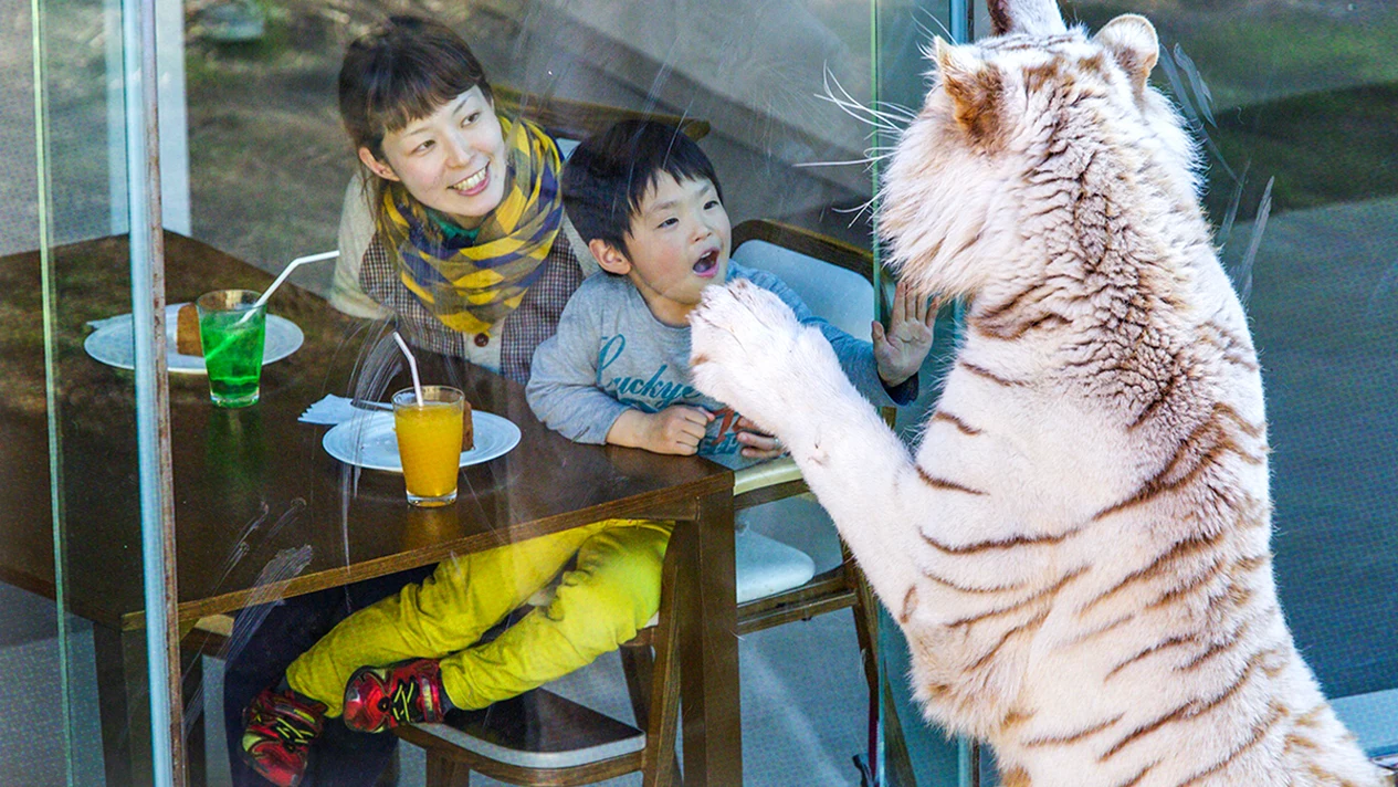 伊豆全景展望網紅公園 大室山伊豆動物王國白虎餐廳二日遊（入住修善寺温泉酒店 東京出發）