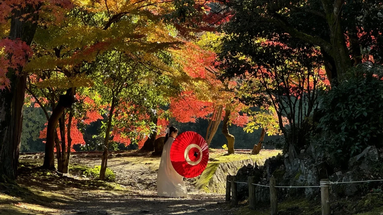 [Limited to the maple viewing season in November and December] Nagoya Torakeishan Eihoji Temple & Obara Four Seasons Cherry Blossom Festival & Korankei Cherry Blossoms and Maple Leaf One-Day Tour