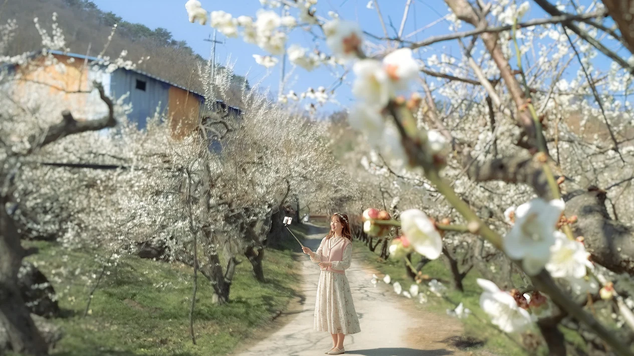 Korea Gwangyang Plum Blossom & Jeonju Han Village House Tour (Depart from Seoul)