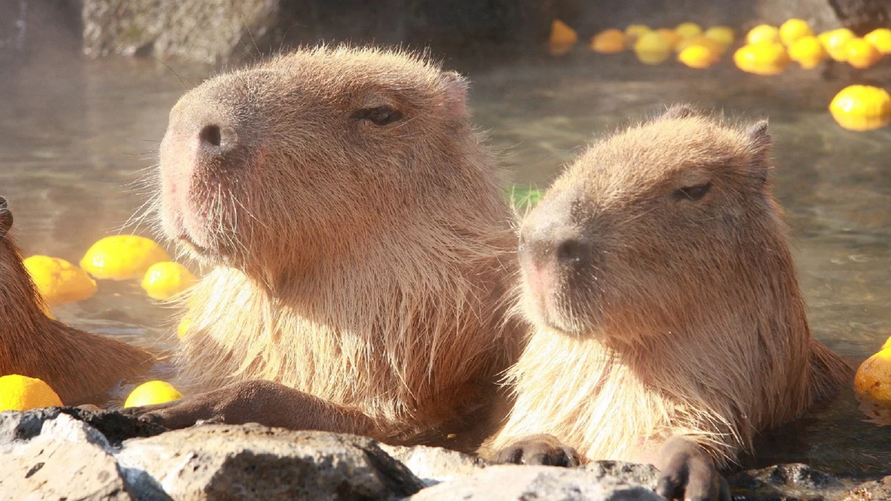 Izu Cactus Zoo & Mt. Omuro Day Tour (Depart from Tokyo)