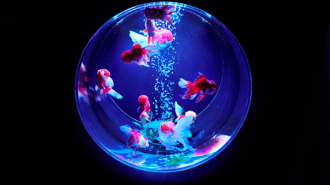 Tokyo Ginza Art Aquarium Admission Ticket