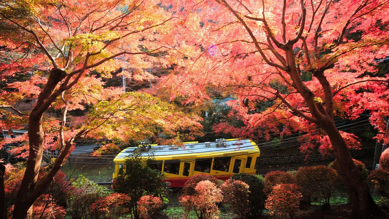 [Tokyo Autumn Leaves Day Trip] Mount Takao Maple Leaf Festival & Showa Memorial Park Ginkgo Trail Lighting & Yomiuri Land Light Show | Departing from Tokyo