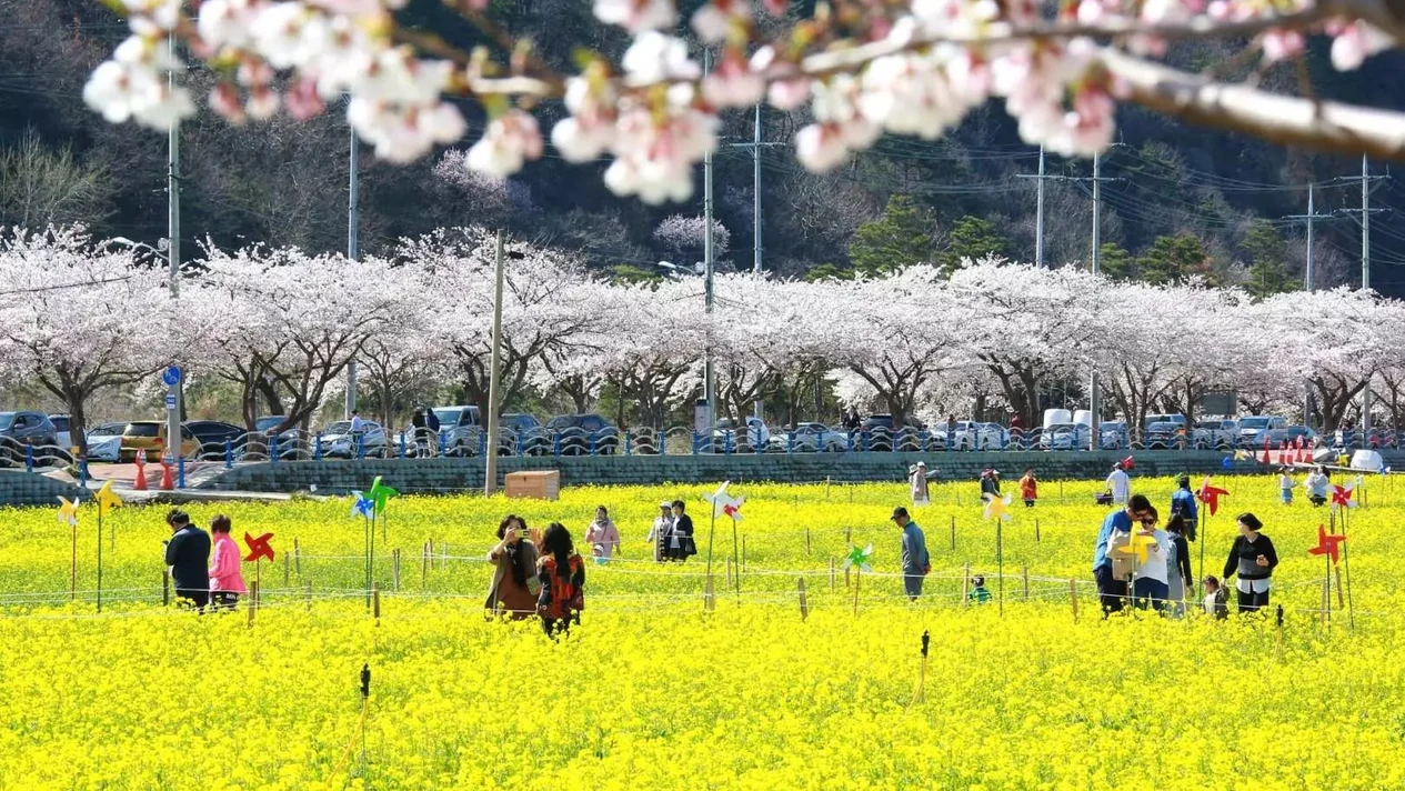 首爾芒芳油菜花玫瑰公園一日賞花之旅