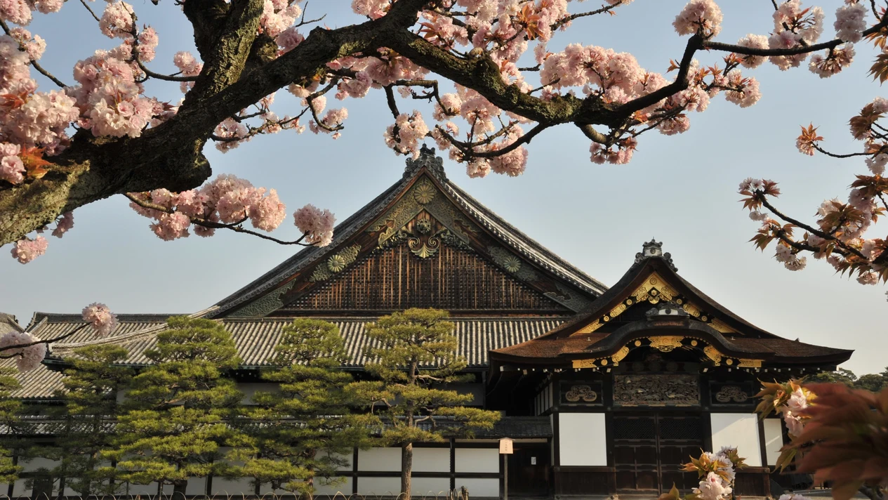 京都二條城 & 錦市場一日遊（含茶道體驗）