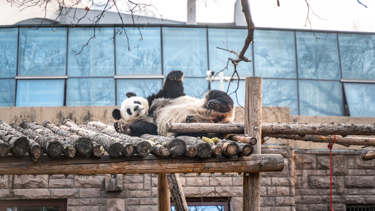 北京動物園&首都博物館 包車遊覽
