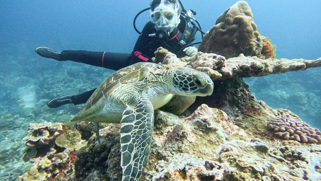 Green Island: Huo Shao Island - Diving (PADI OW / AOW / Rescue / Free Diving Certification / Experience Diving / Tourist Diving