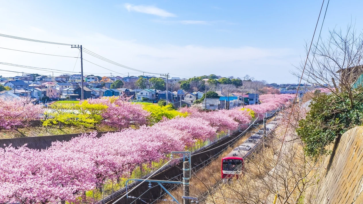 [One-day tour of Kanagawa cherry blossoms] Kawazu cherry blossom spot - Miura Coast & Nagai Uminote Park & Enoshima Island Tour | Depart from Tokyo