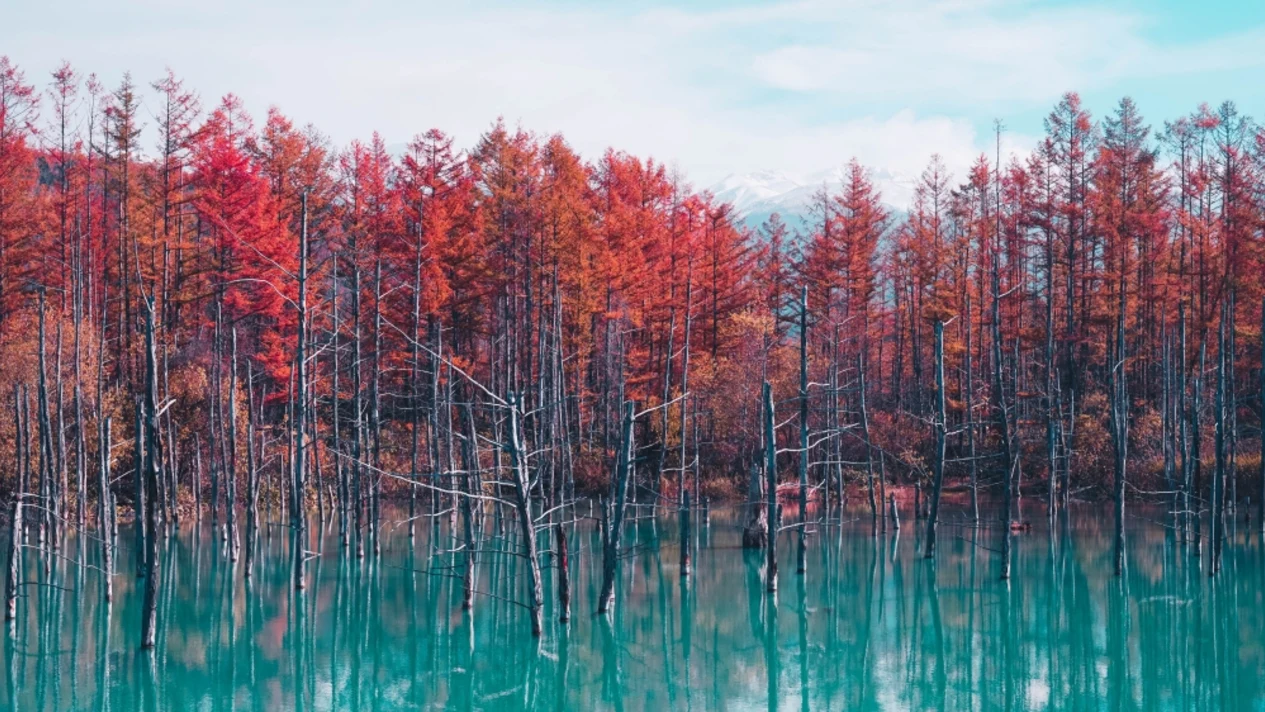 Hokkaido｜Private chartered one-day tour with optional itinerary｜Departure from Sapporo