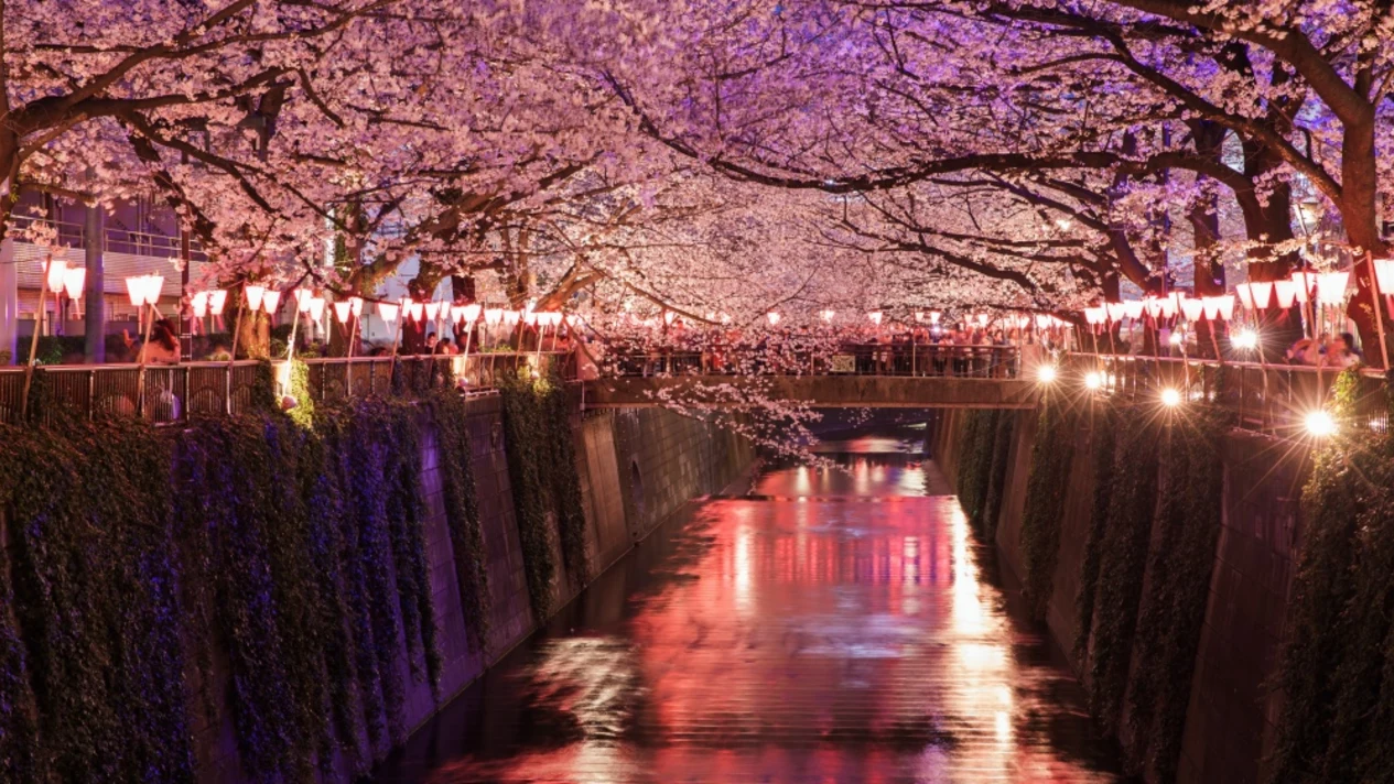 2024 Tokyo Nakameguro Night Cherry Blossoms 3-Hour Viewing Experience