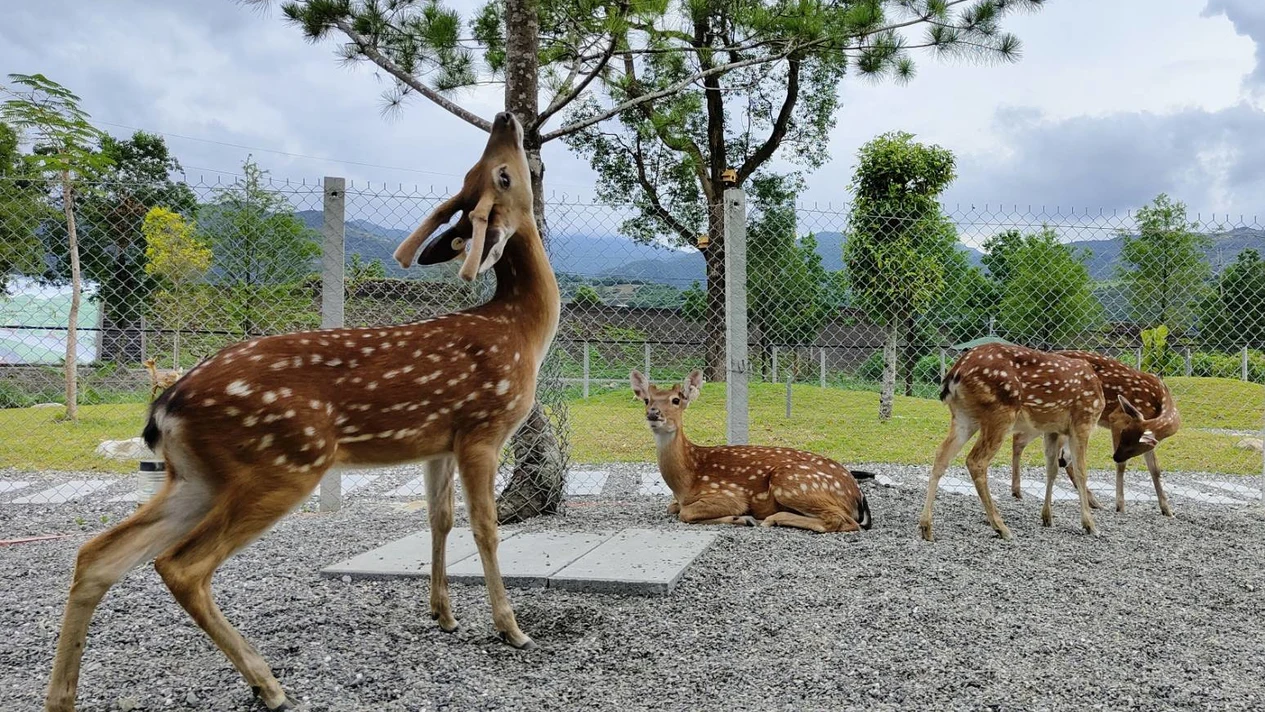 Yilan Grandpa Deer Farm Ticket