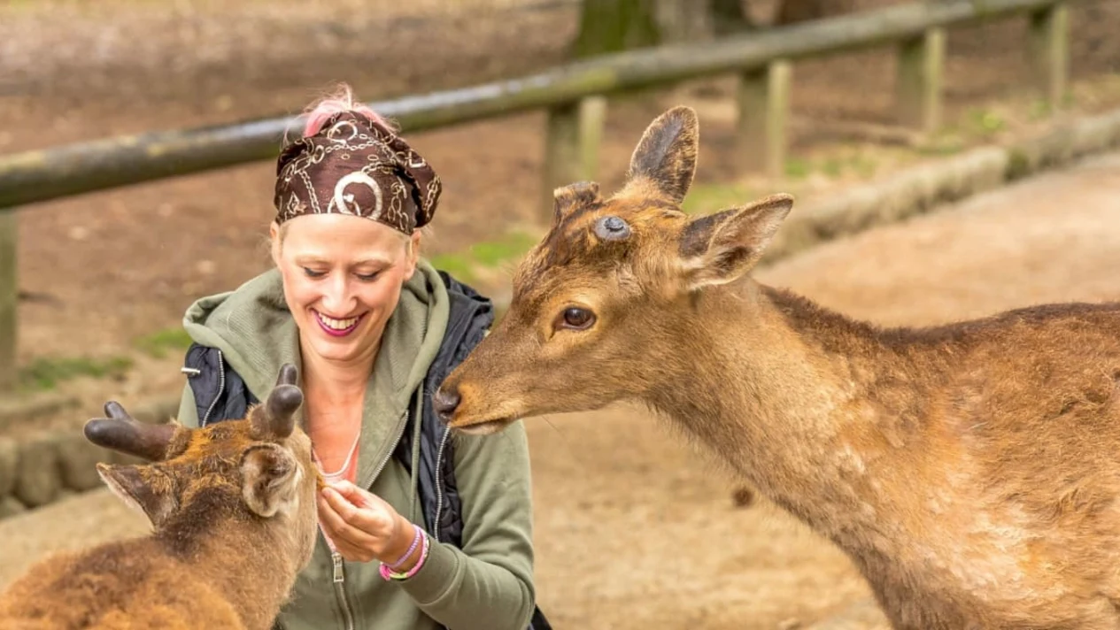 One-day tour of Nara (with local tour guide) - Departing from Osaka