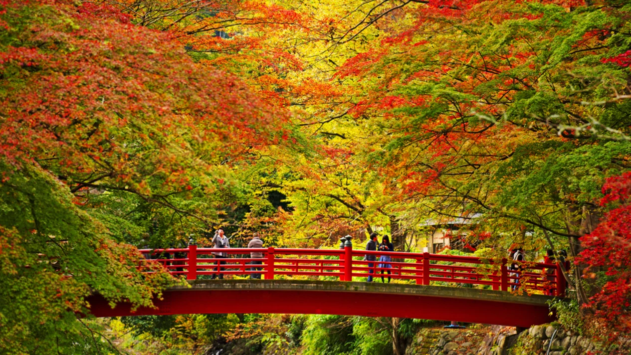 【紅楓限定】箱根伊豆｜三島天空步道＆修善寺＆箱根蘆之湖遊船賞楓一日遊｜東京出發