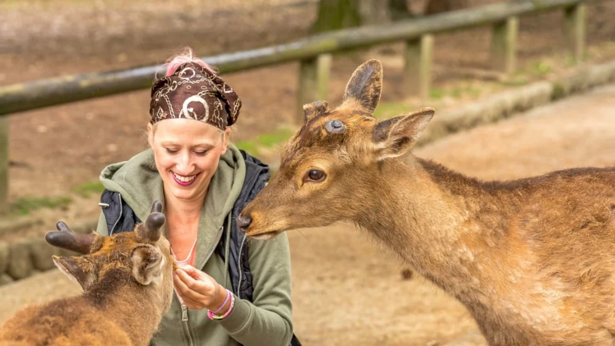 One-day tour of Nara's seven ancient temples