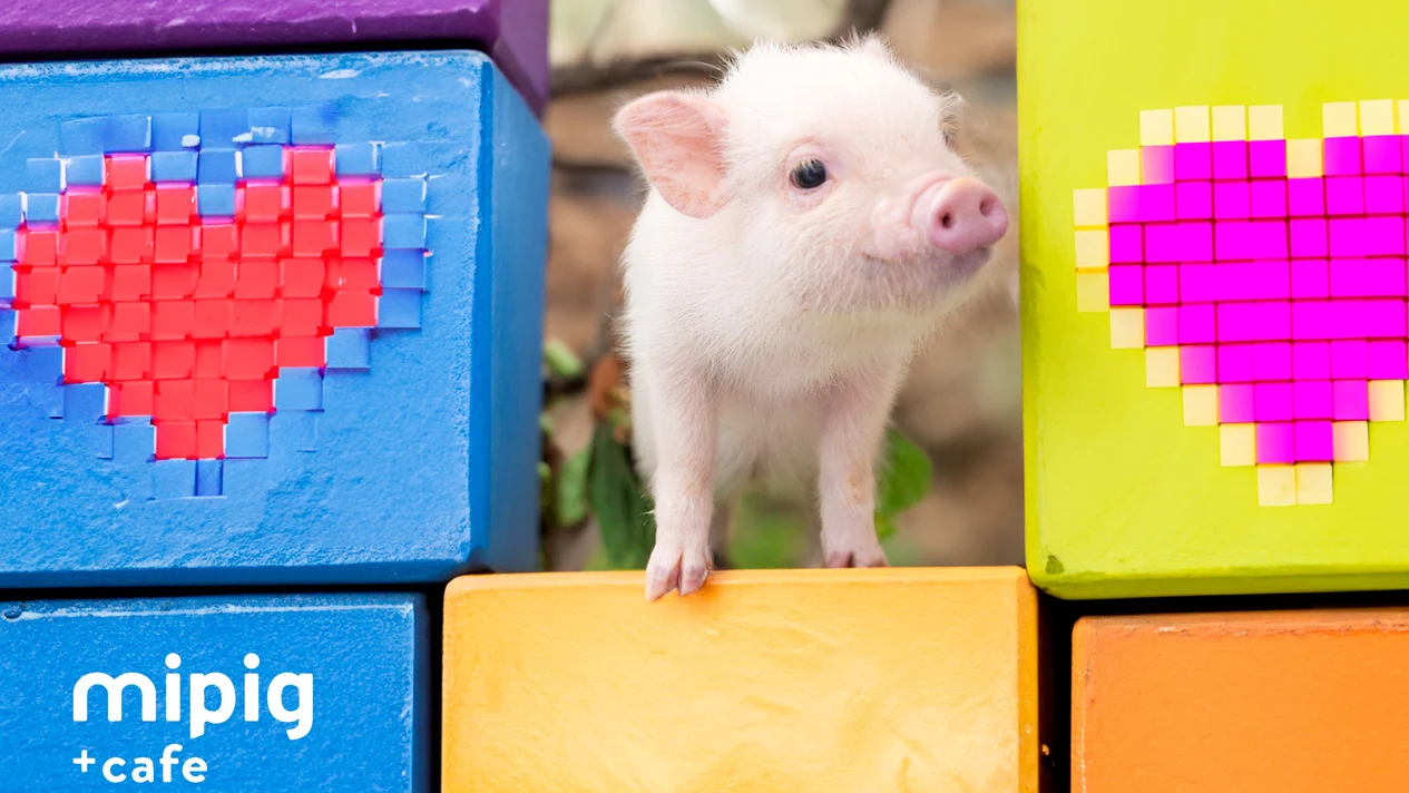 Tokyo Ikebukuro Micro Pig Cafe Experience