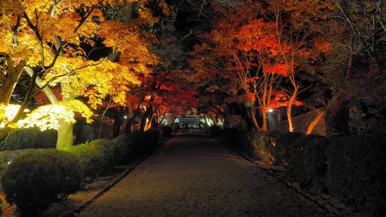 Mitsuiji Temple Autumn Leaves Lighting + Bald Pine Avenue One-Day Tour (Departing from Shiga/Osaka)