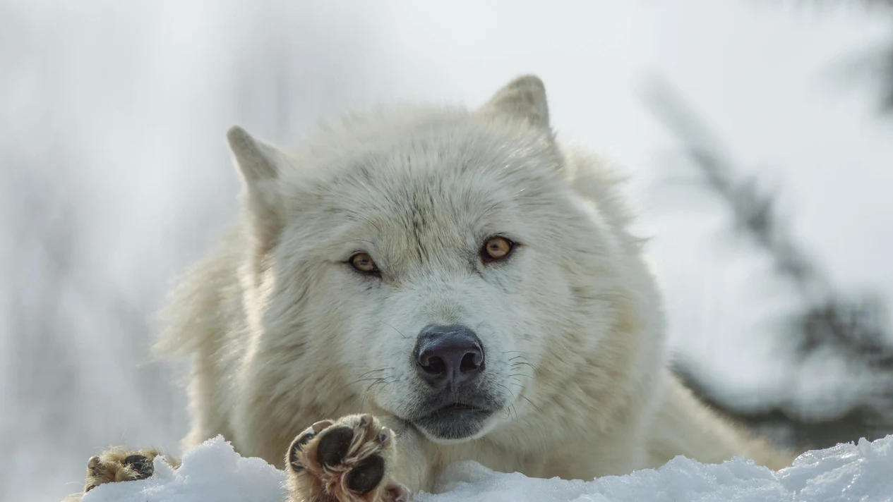 Asahiyama Zoo & Furano & Biei Aoike One-Day Tour (Departing from Sapporo)