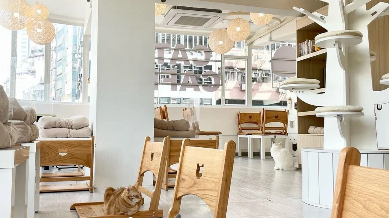 貓之茶房優閑時光｜香港貓Cafe｜荃灣｜尖沙咀｜旺角