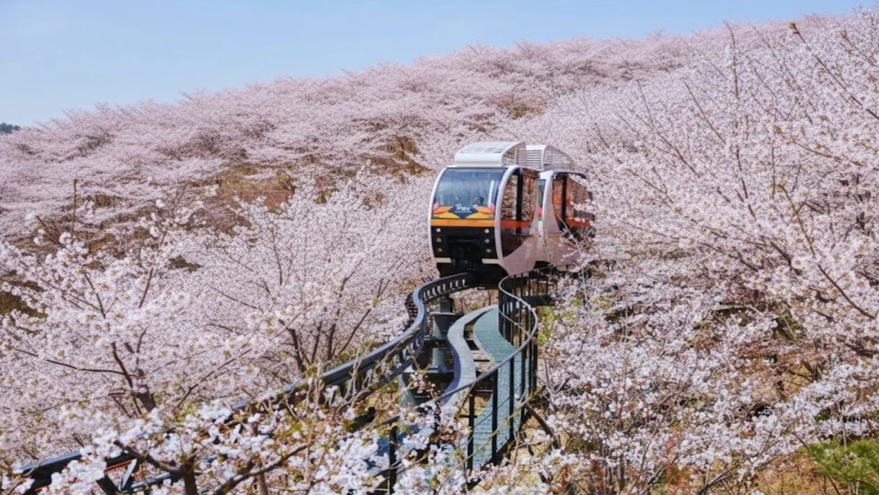 和談林, 士多啤梨採摘, 華城行宮, 濟扶島纜車