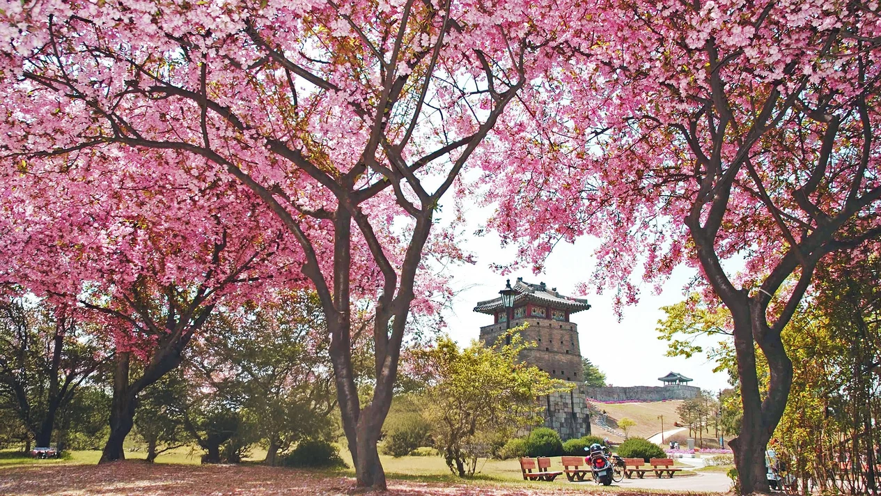 首爾一日遊：水原華城與皇家櫻花