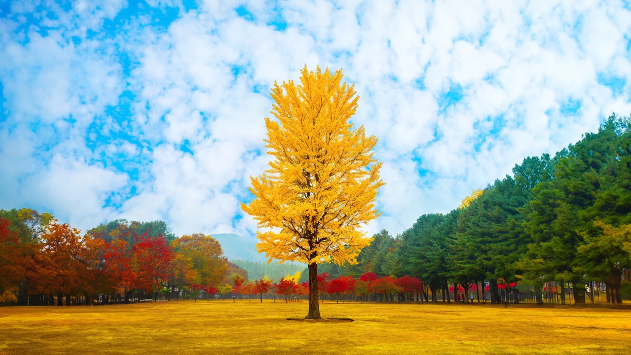 Nami Island & Mud Pony Land & Rail Bike & Petit France Village & Legoland & Morning Calm Arboretum Private Tour