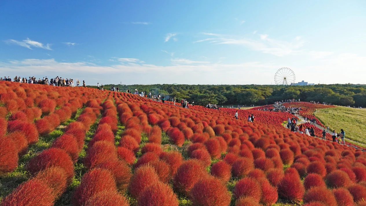 東京日立海濱公園 & 直升機觀光之旅