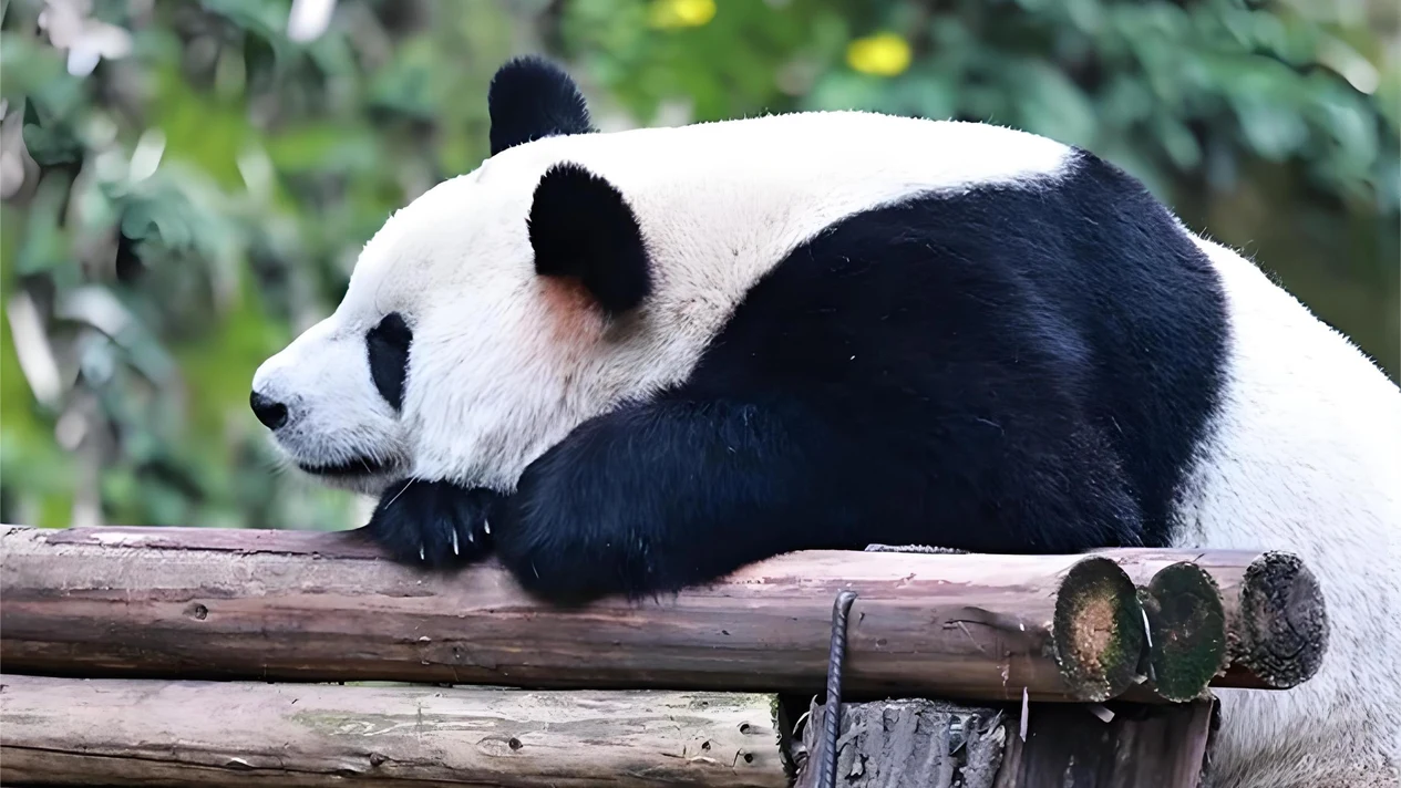 重慶私人導覽半日遊（史迪威將軍博物館+羅漢寺+重慶動物園）