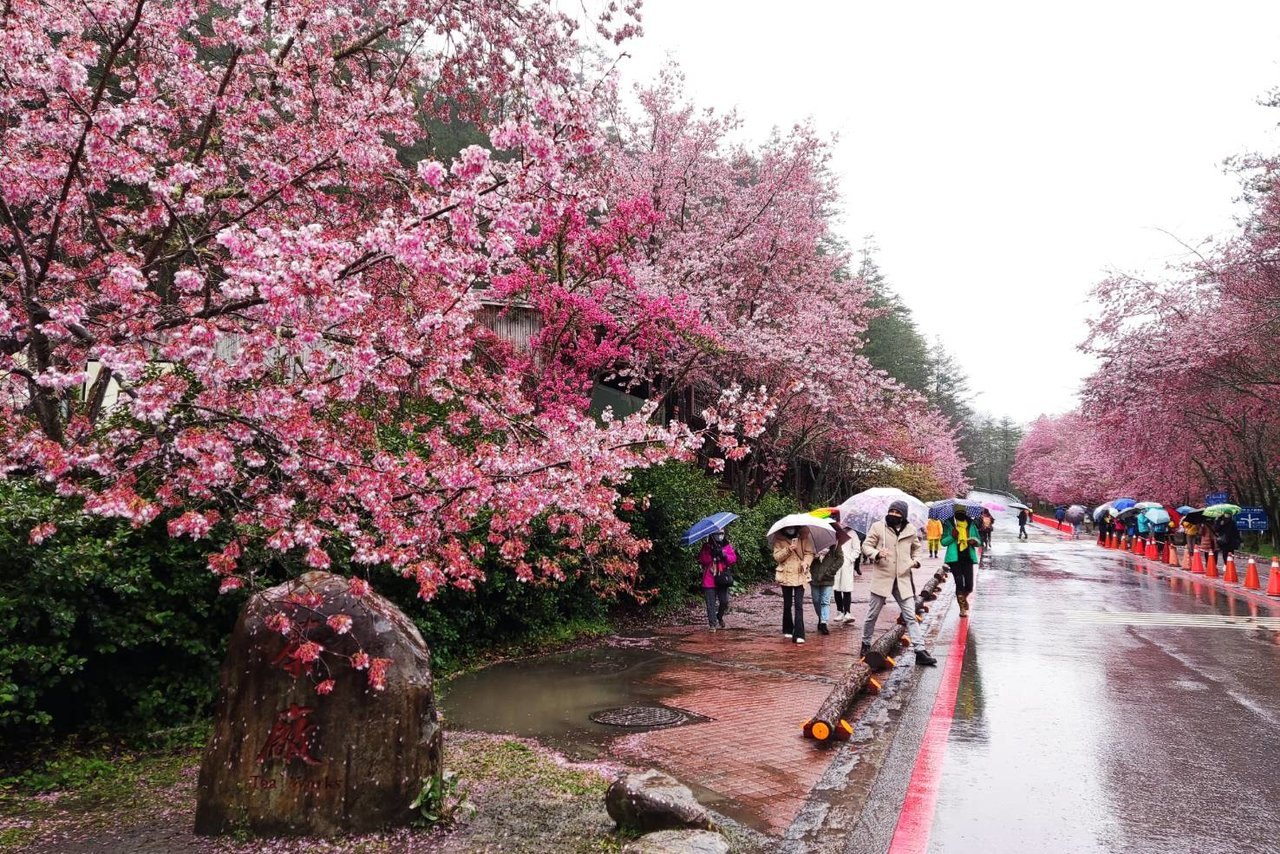 Forget Japan Or Korea If You Want To Catch The Cherry Blossoms – Just Go To  Thailand!
